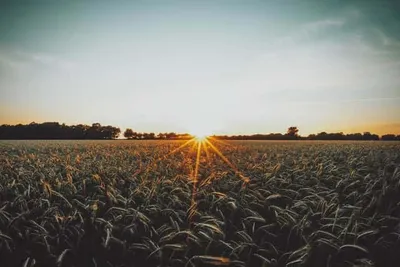 Rural & Land