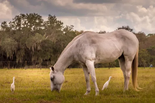 Florida nature