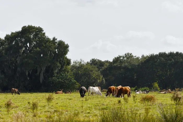 Florida rural landscape